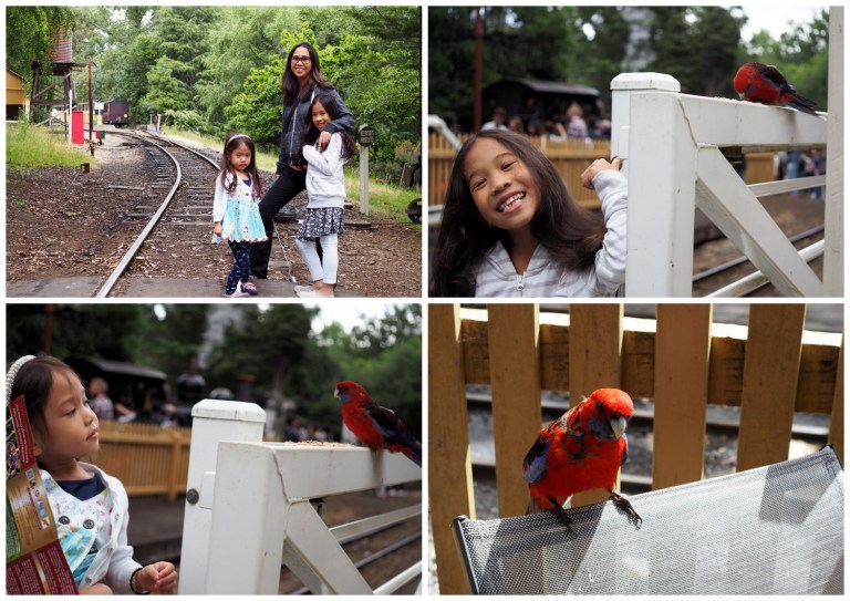 puffing billy railway