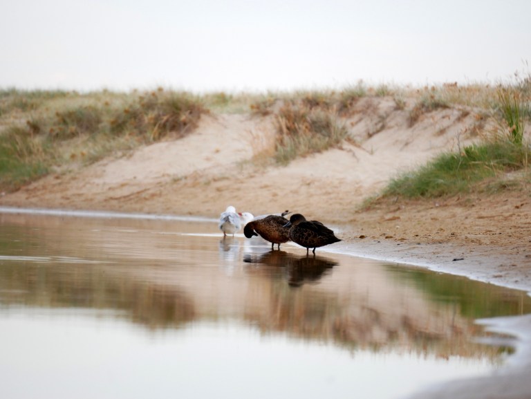 point leo foreshore reserve
