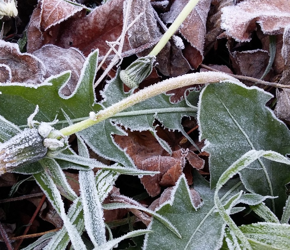 frost