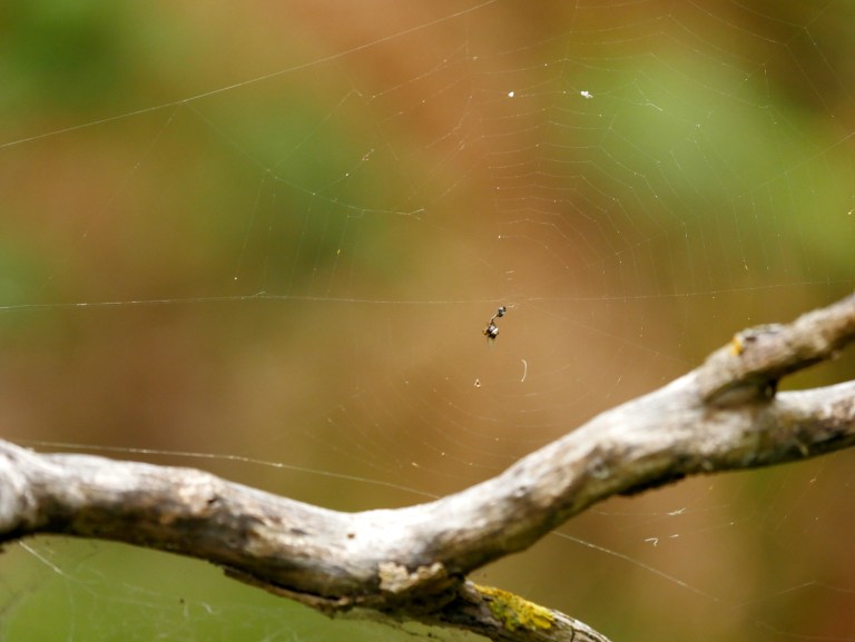 wilsons promontory, victoria, australia