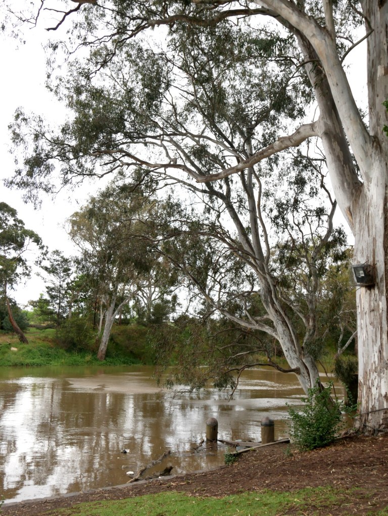 yarra bend park, melbourne, victoria