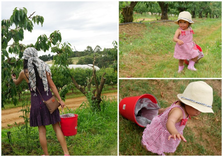 fairview hill cherry farm, wandin east, victoria, australia
