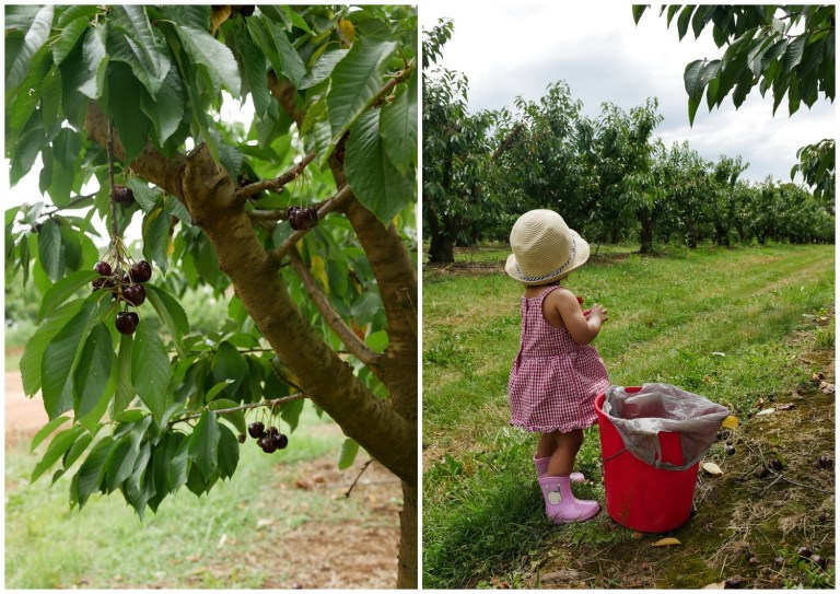 fairview hill cherry farm, wandin east, victoria, australia