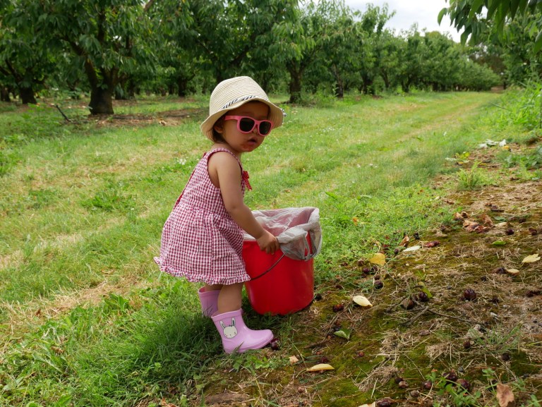 fairview hill cherry farm, wandin east, victoria, australia