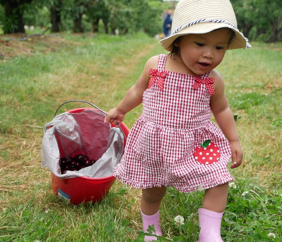 fairview hill cherry farm, wandin east, victoria, australia