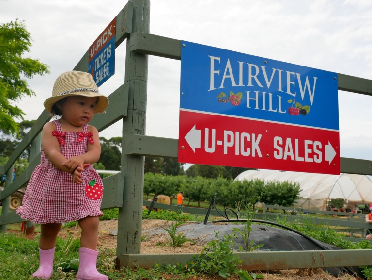 fairview hill cherry farm, wandin east, victoria, australia