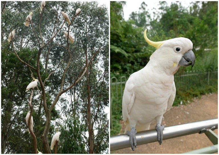 grants on sherbrooke, kallista, victoria, australia