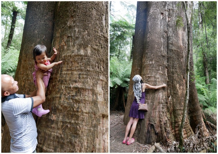 grants on sherbrooke, kallista, victoria, australia
