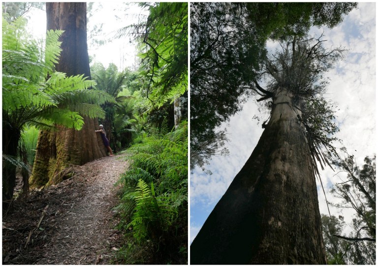 grants on sherbrooke, kallista, victoria, australia