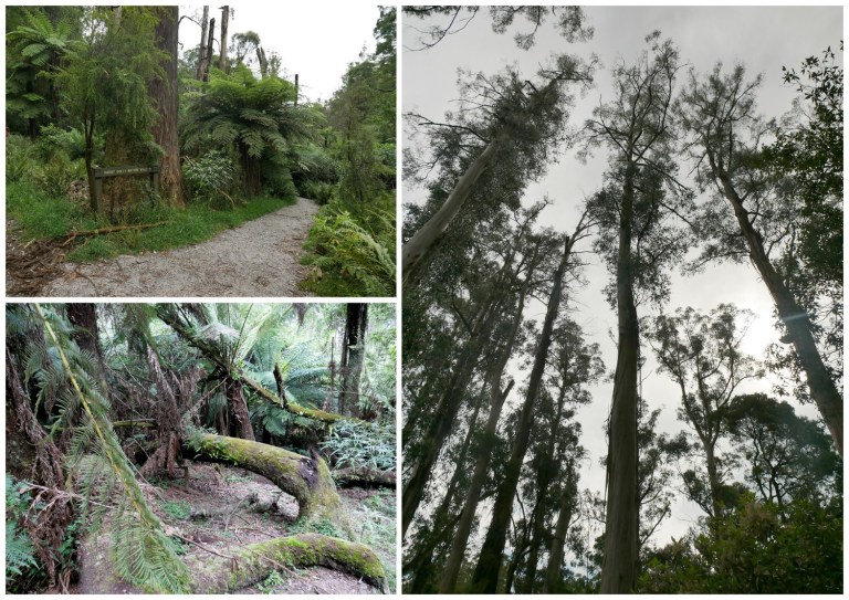 grants on sherbrooke, kallista, victoria, australia