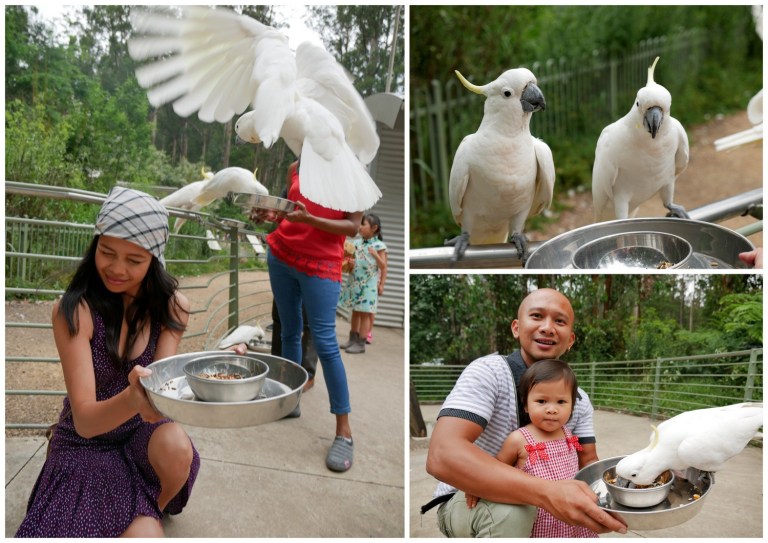 grants on sherbrooke, kallista, victoria, australia