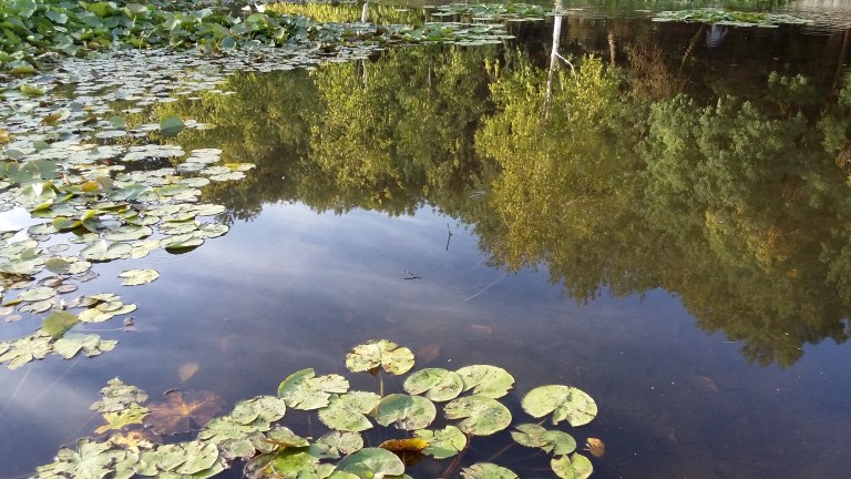 wilson botanic park, berwick