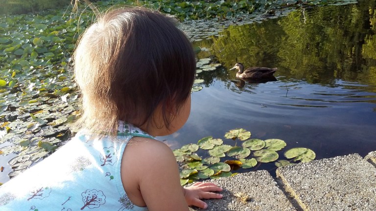wilson botanic park, berwick