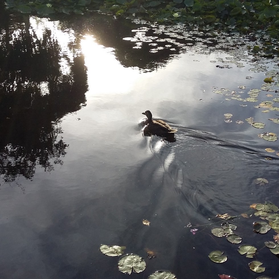 wilson botanic park, berwick