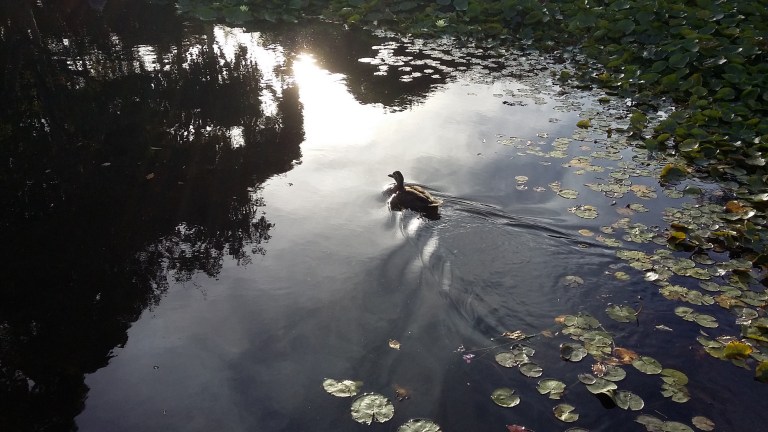 wilson botanic park, berwick