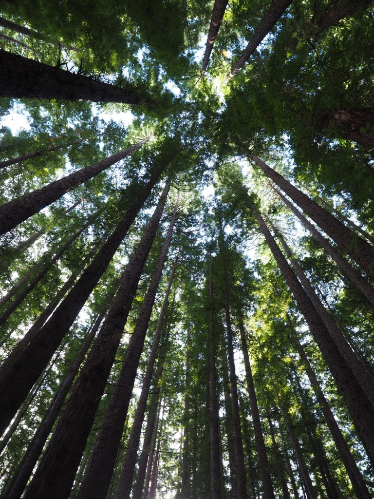 redwood forest, warburton, victoria, australia