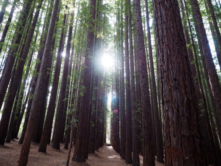 redwood forest, warburton, victoria, australia