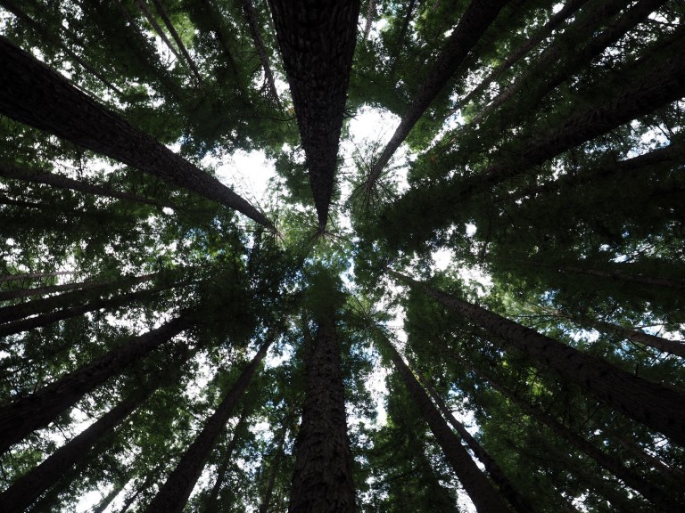 redwood forest, warburton, victoria, australia