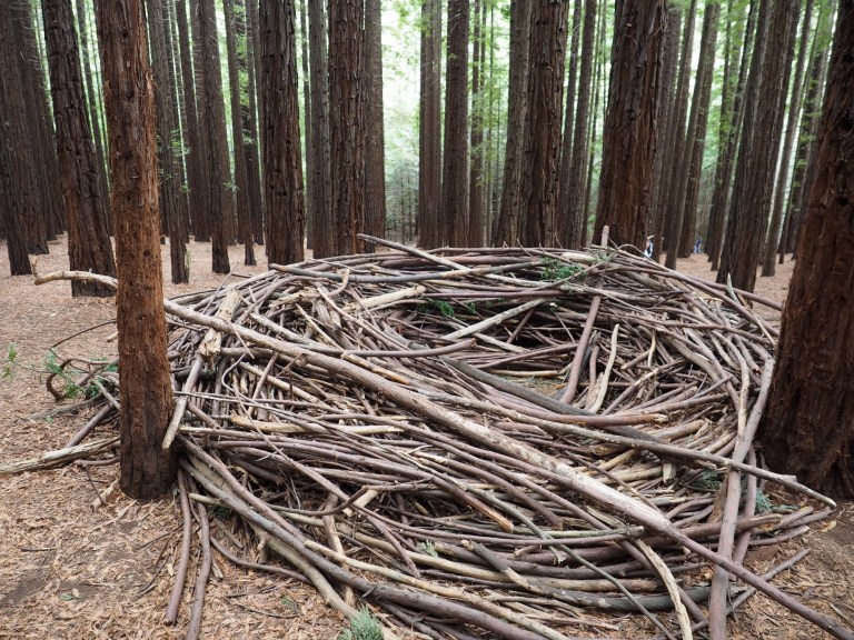 redwood forest, warburton, victoria, australia