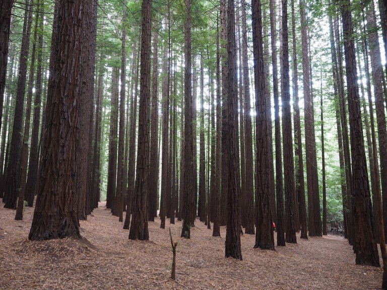 redwood forest, warburton, victoria, australia