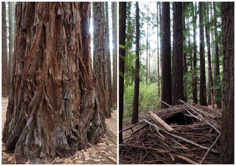 redwood forest, warburton, victoria, australia
