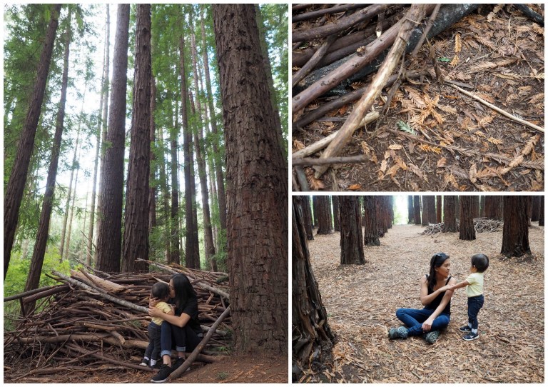 redwood forest, warburton, victoria, australia