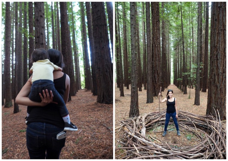 redwood forest, warburton, victoria, australia