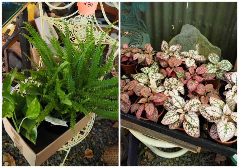 warburton, victoria, australia