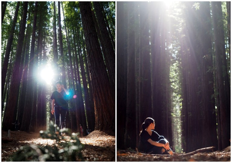 redwood forest, warburton, victoria, australia