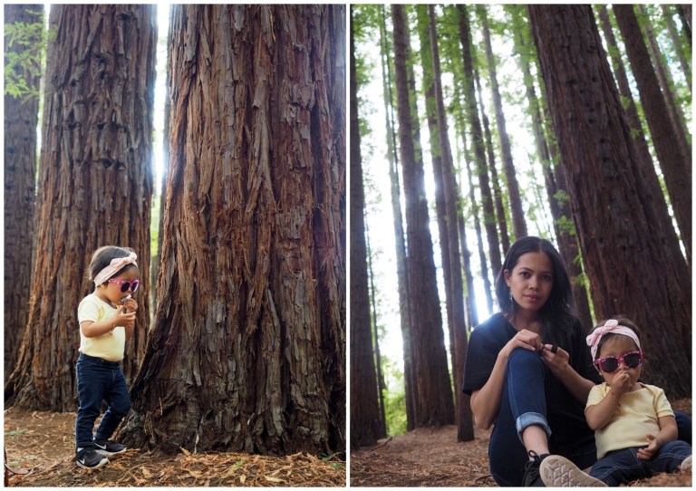 redwood forest, warburton, victoria, australia
