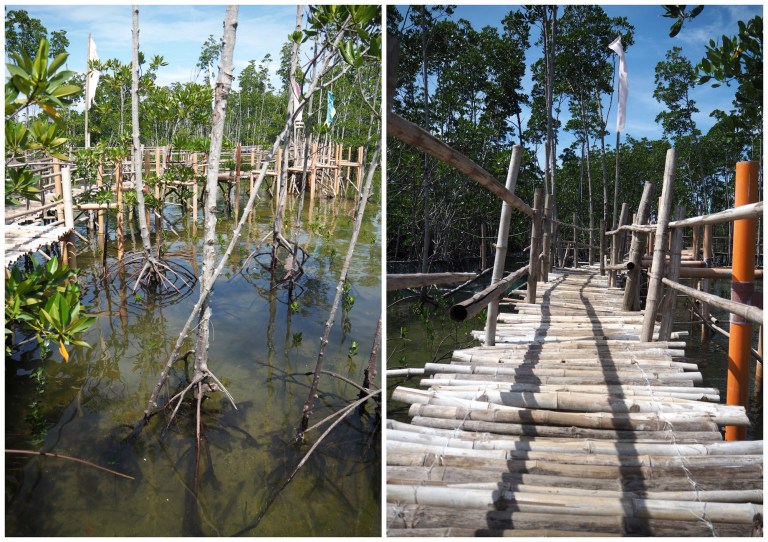 omagieca obo-ob mangrove garden, bantayan island, cebu