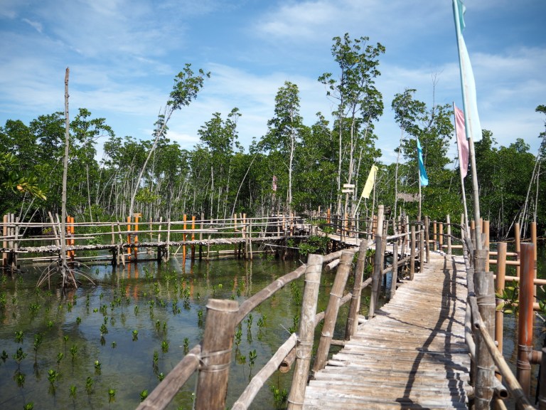omagieca obo-ob mangrove garden, bantayan island, cebu